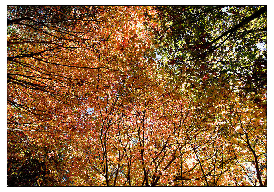 A magical and colourful garden